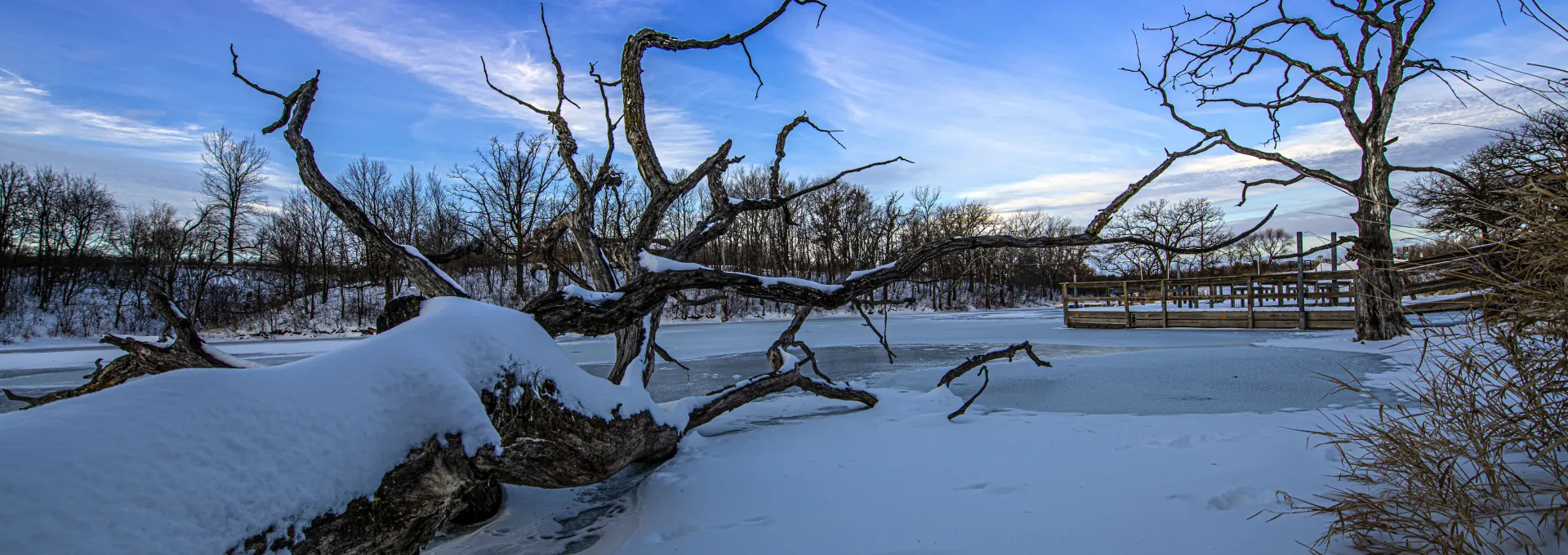 Snow on trees