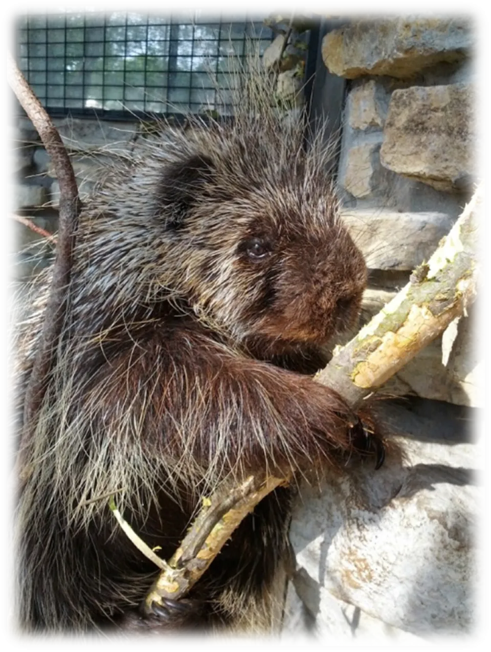 Porcupine