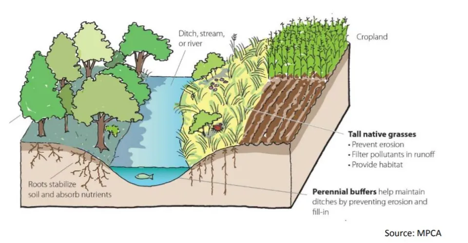 Diagram of the benefits of a vegetative buffer