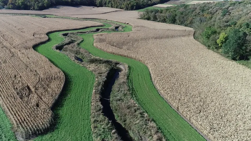 Photo of a vegetative buffer along a public water located in Olmsted County