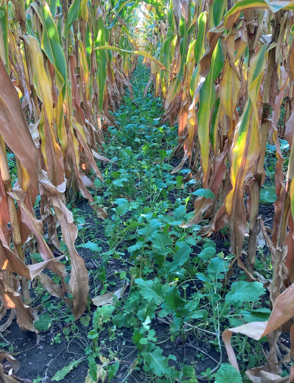 Cover Crops