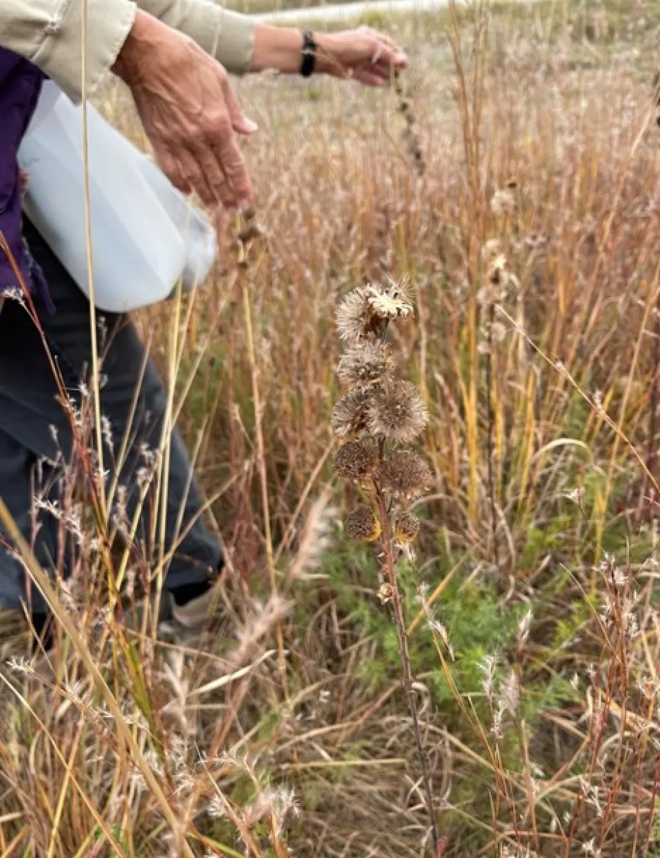 Prairie Seeds Collecting