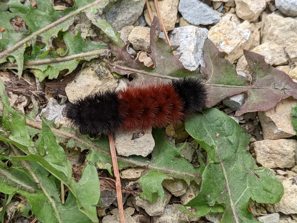 Woolly Bear Caterpillar