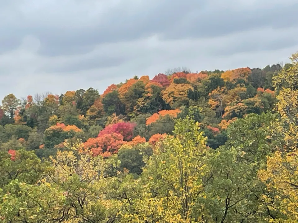 CW foliage at Chester Woods