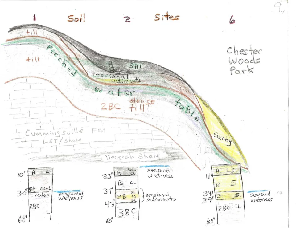 Friends of Chester Woods soil diagram