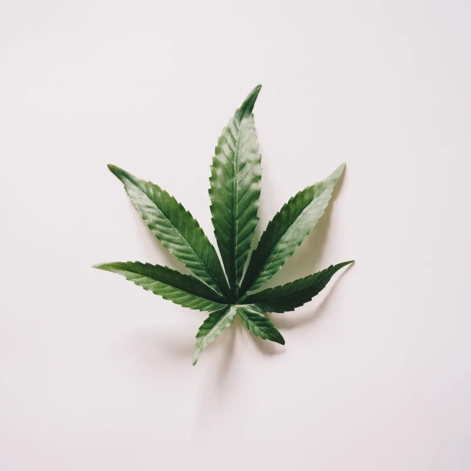 Cannabis leaf