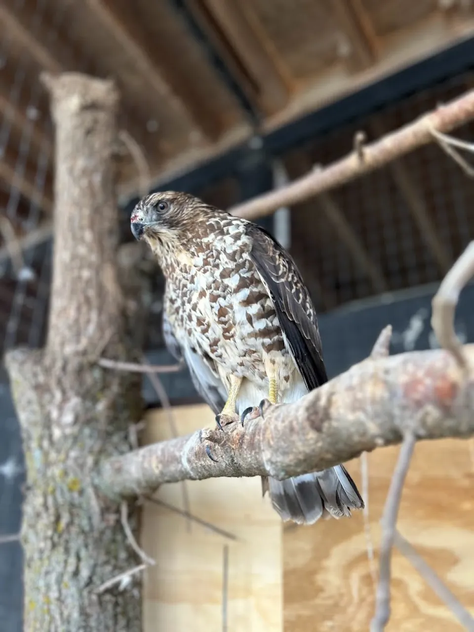 Broad Wing Hawk