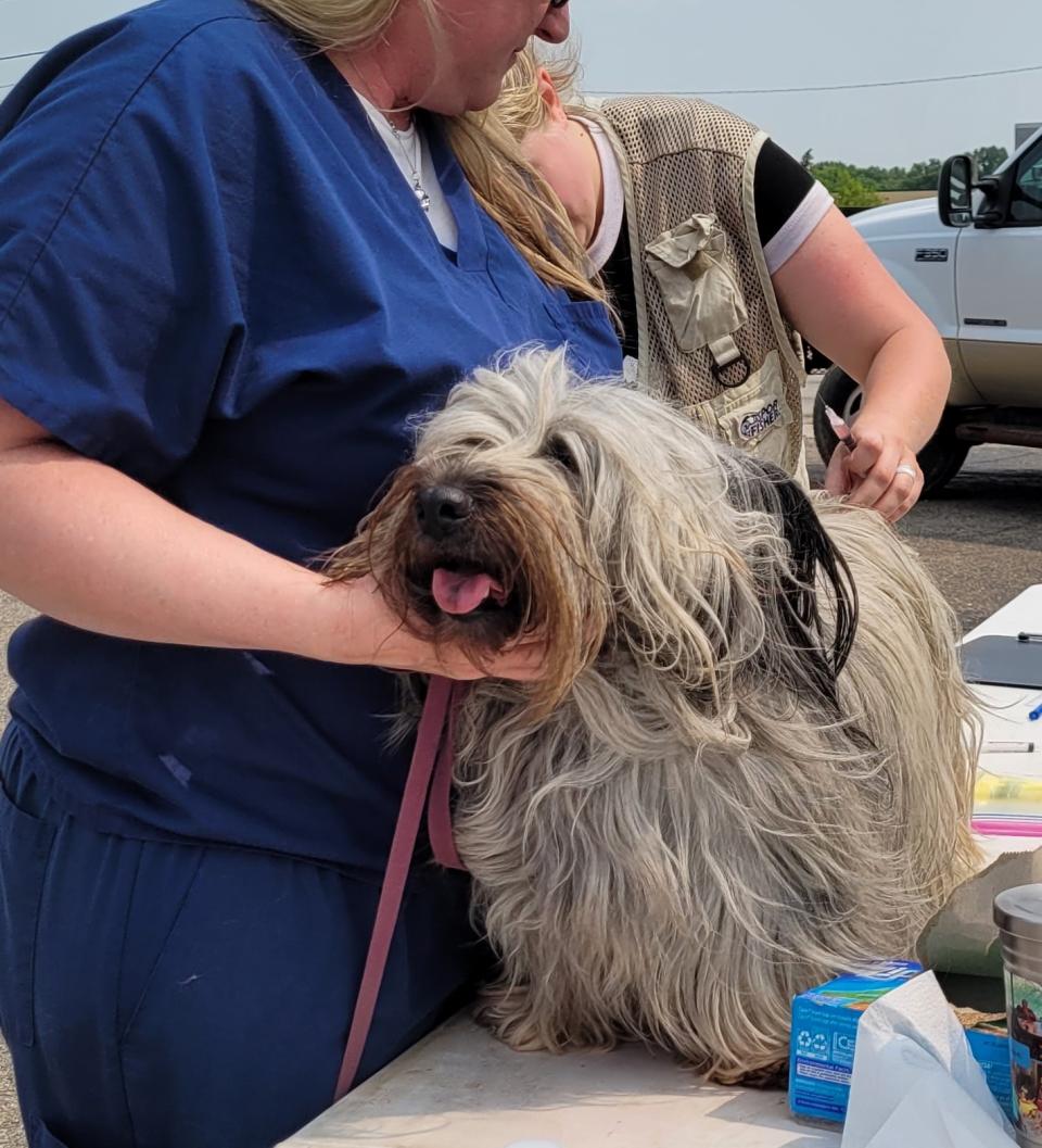 Olmsted County hosts 66th annual rabies vaccination clinic