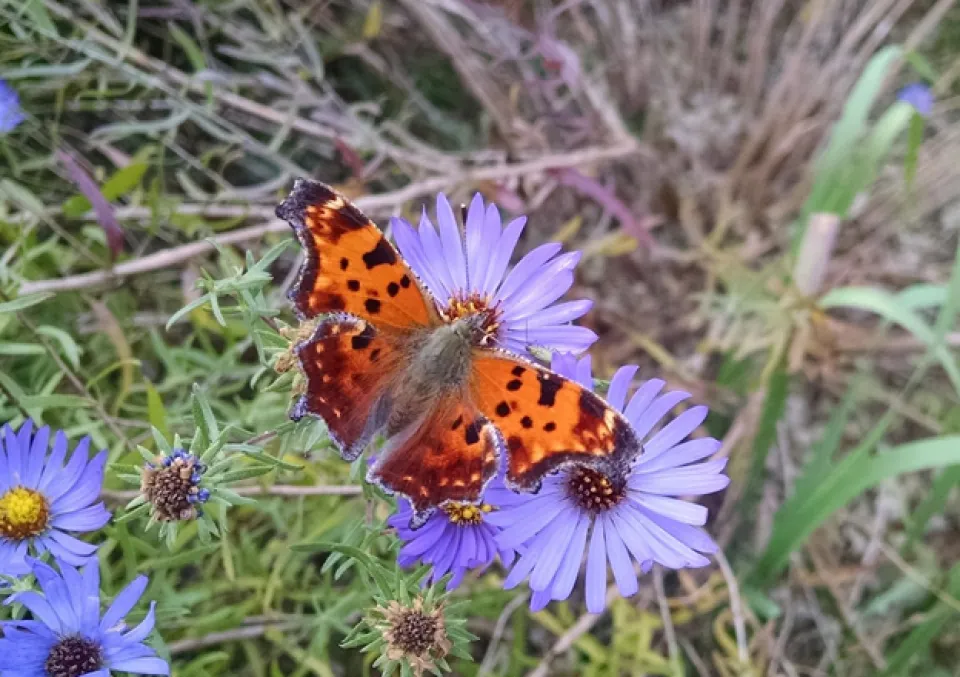 Eastern common butterfly