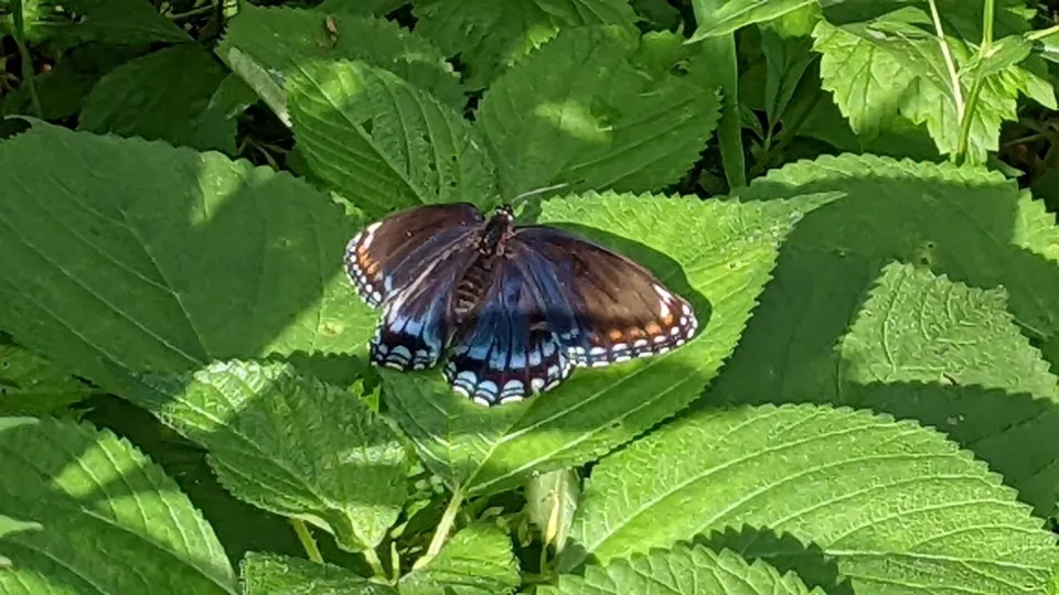 red-spotted purple butterfly