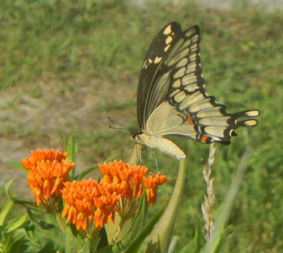 Giant Swallowtail