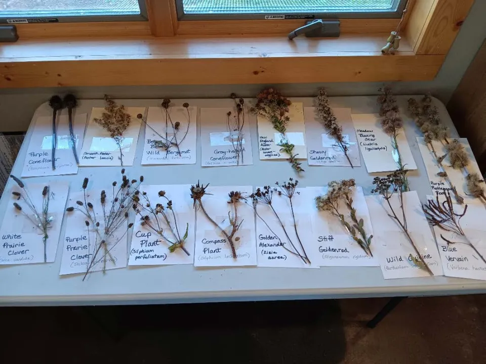 wild flowers labeled 