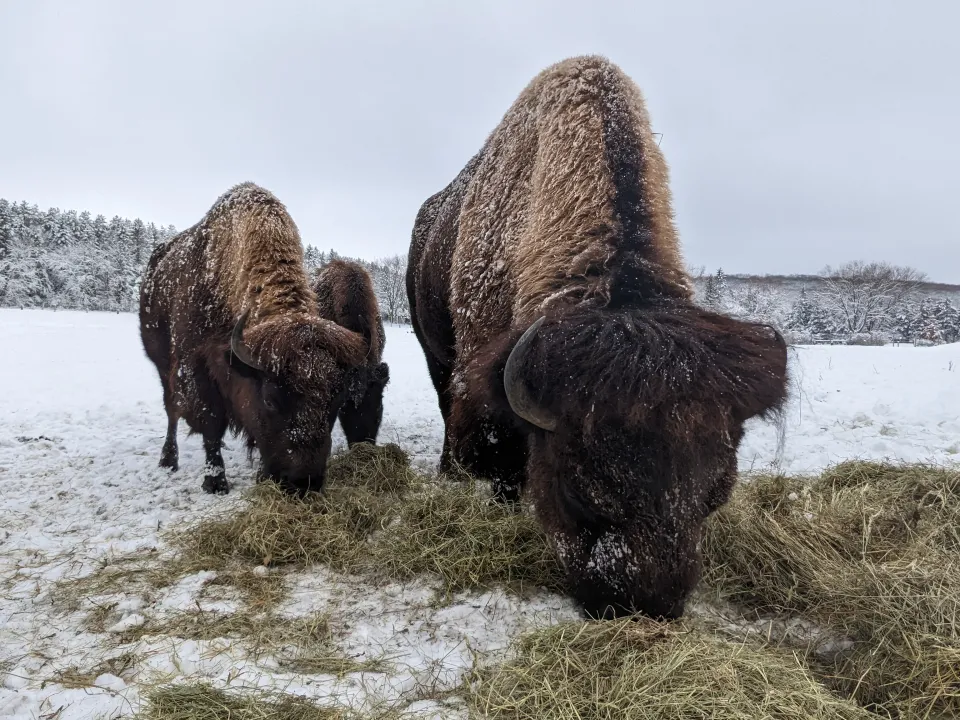 Bison in witner