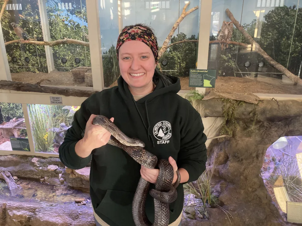 Amber and black rat snake