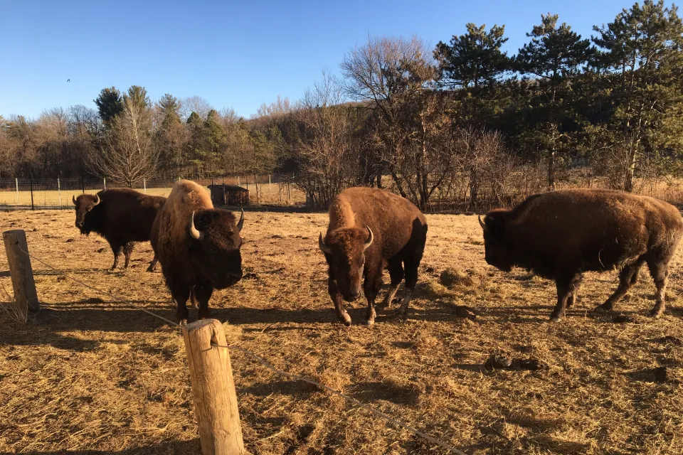 Bison at Zollman Zoo in Olmsted County