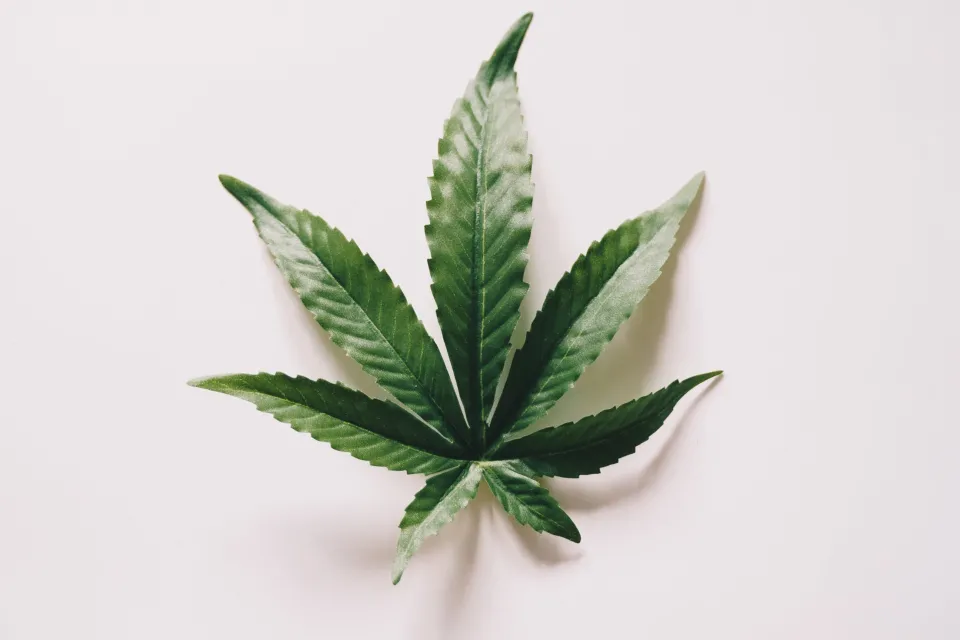 Cannabis leaf