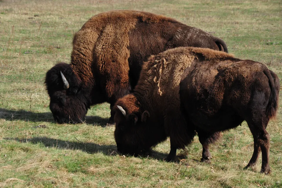 Bison