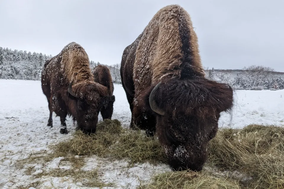 Bison in winter